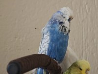 Vasıflı şov muhabbet kuşu