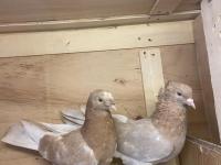 Takım portakal mardin güvercin