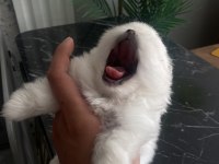 Üst Sekmen Sağlık Irk Garantili Pomeranian Yavrular