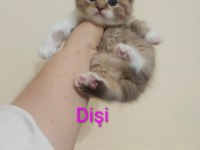 Rezerveye Açık Scottish Fold Yavrularımız