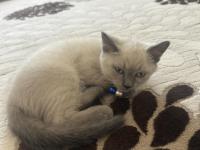 British Shorthair Blue Point