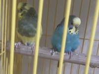 Genç Çift Uysal Kuşlarımız