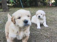 Bayramdan Sonra Teslime Hazır Golden Retriever Yavruları