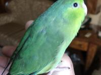 El Beslemeye Uygun Forpus Yavrular