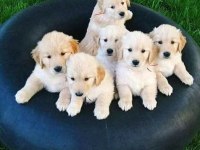 Bembeyaz golden retriever yavrularım gelmiştir