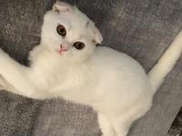 Kar Topu Dost Scottish Fold