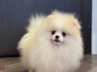 Üst Düzey Erkek Pomeranian Boo
