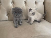 British Blue Point Yavrular Ve Scottish Yavrular