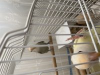 4 Aylı El Besleme Full Evcil Sevda Papağanlarım