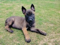 A kalite belçika kurdu yavruları