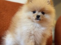 Üst Düzey Ayı Surat Erkek Pomeranian Boo