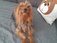 Oyuncu Ve Şımarık Yorkshire Terrier