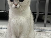 2 Yaşında Dişi Tüm Aşıları Yapılmış Kızana Gelmek Üzere British