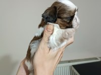 Irk Garantili Sevimli Shih Tzu Yavrular