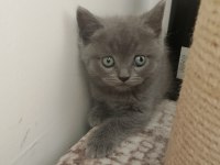 British Shorthair Ve Scottish Fold Yavrular