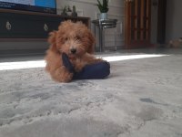 Enerji Bombası Safkan Poodle