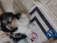 Shih Tzu Yavru Köpeği