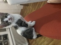 2 Sevimli Erkek Kardeş Kediye Sıcak Yuva Aranıyor!