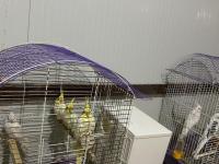 1.5 Aylık Sultan Papağanı Yavruları Ele Alıştırmalık