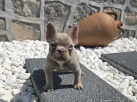 Yeşil göz izabella erkek french bulldog