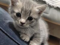 Kedilerime Yuva Olurmusun