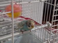 50 Günlük Jumbo Muhabbet Kuşu