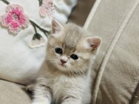 Yavru Kedimize Yuva Arıyoruz