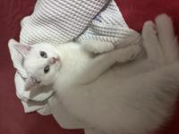 Beyaz british longhair bebekler yeni yuvalarına hazırlar