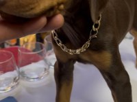 Doberman Kızıl Köpeğim