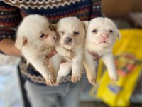 Spitz Yavrular Uygun