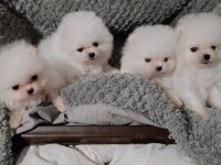 Bize danışmadan pomeranian almayın