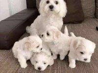 Mini Boy Maltese Yavrular