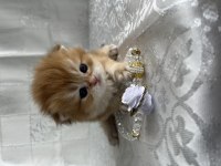 Çok Güzel Ve Oyuncu British Shorthair Ve Longhair Kediler