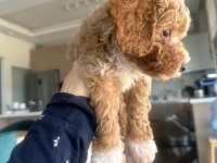 Toy Poodle 3 Aylık Dişi