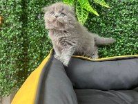 A Kalite Scottish Fold Ayı Surat Yavrumuz