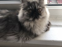 6 aylık dişi iran persian kedimiz