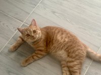 2 Yaş Oyuncu Turuncu British Kedimiz