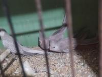 Bebek Wifi Sultan Papağanı Yavrular