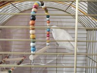 Acil Satılık Albino Cennet Papağanı