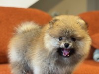 Orange Erkek Pomeranian Boo