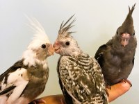 Yavru Sultan Papağanları Full Evcil Yeme Düşmüş Wf White