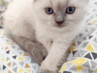 Adana scottish blue point dişi 45 günlük kedimiz