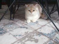 Scottish Straight Yavrusu