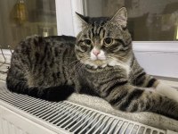 Sevecen, Oyuncu Ve Cana Yakın Kedimiz