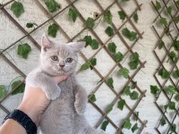 Bicolor Ve Lilac British Shorthair Bebekler
