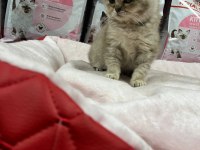 Irkının En İyi Örneklerinden British Kediler Yuvaya Hazır