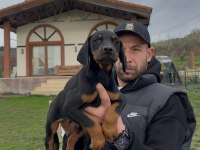 Şampiyon Üreticiden Şampiyon Doberman Yavruları
