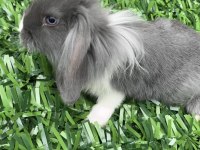 Mini lop tavşan 6 ocak 2026 doğumlu