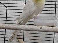 Sultan Papağanı 1 Yaşında