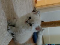 Acil British Shorthair Kedisi Yavrularımız